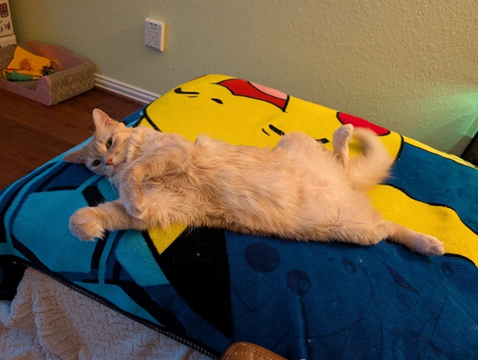 Orange cat lays belly up